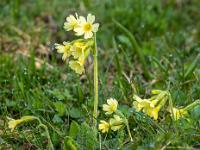 Schlüsselblumen auf Wiese
